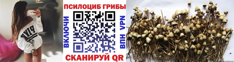 Галлюциногенные грибы Psilocybine cubensis  наркотики  Новое Девяткино 